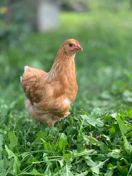 Chickens Farm — Stock Photo, Image