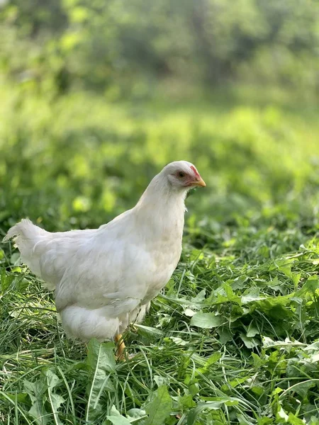 Chickens Farm — Stockfoto