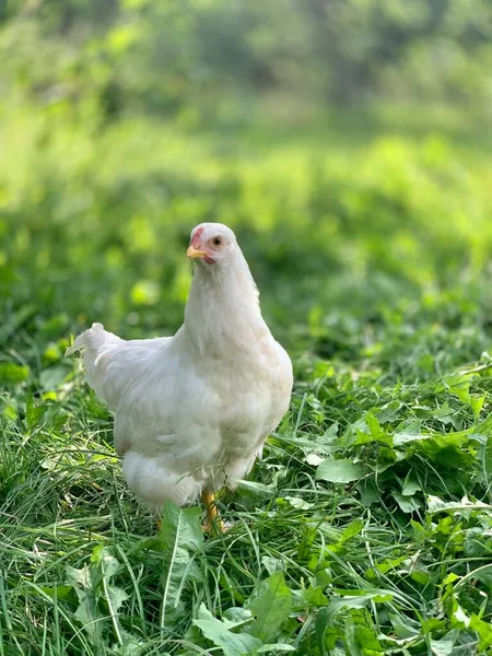 Chickens Farm — Stockfoto