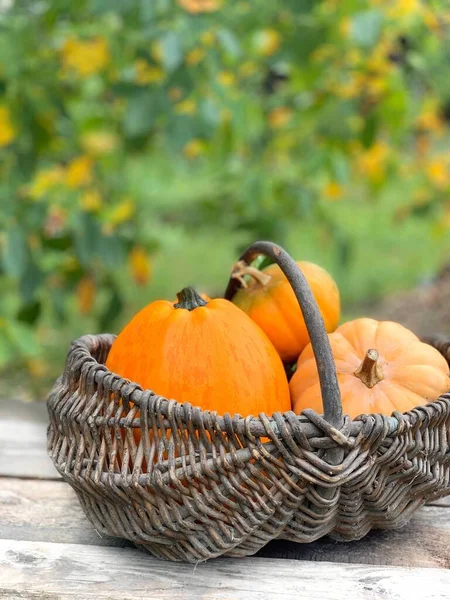 Abóbora Close Fundo Madeira Banner Para Halloween Dia Ação Graças — Fotografia de Stock