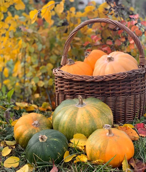 Pumpkin Close Wooden Background Banner Halloween Thanksgiving Day Autumn Vegetables — Stock Photo, Image