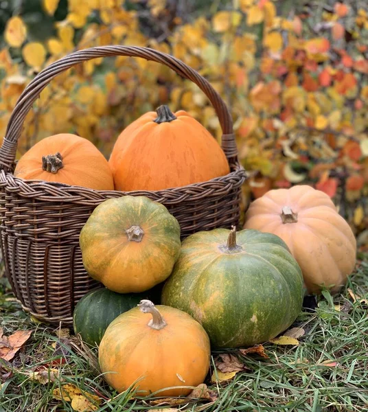 Pompoen Close Een Herfstachtergrond Spandoek Voor Halloween Dankdag Herfstgroenten — Stockfoto