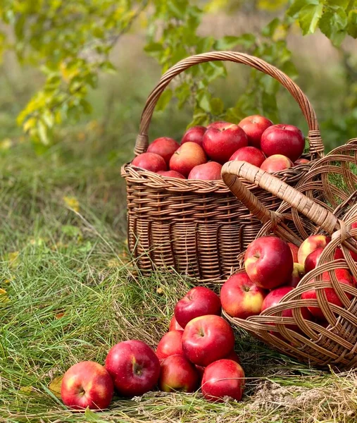 Sepetteki organik elmalar. Sonbahar arkaplanı. Hasat mevsimi konsepti. Organik elmalar taze meyve suyu için kapanıyor..