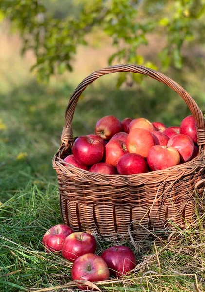 Sepetteki organik elmalar. Sonbahar arkaplanı. Hasat mevsimi konsepti. Organik elmalar taze meyve suyu için kapanıyor..