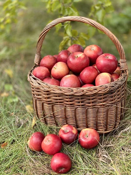 Sepetteki organik elmalar. Sonbahar arkaplanı. Hasat mevsimi konsepti. Organik elmalar taze meyve suyu için kapanıyor..