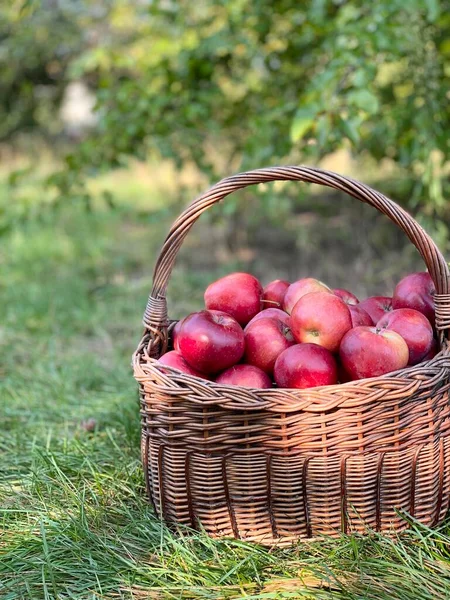 Organic Apples Basket Autumn Background Harvest Season Concept Organic Apples — Stock Photo, Image