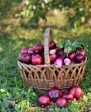 Mor soğanlı tam kare. taze mor