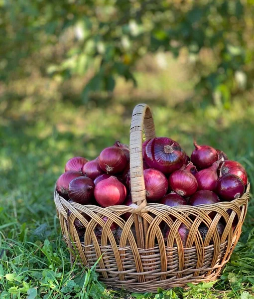 Mor soğanlı tam kare. taze mor