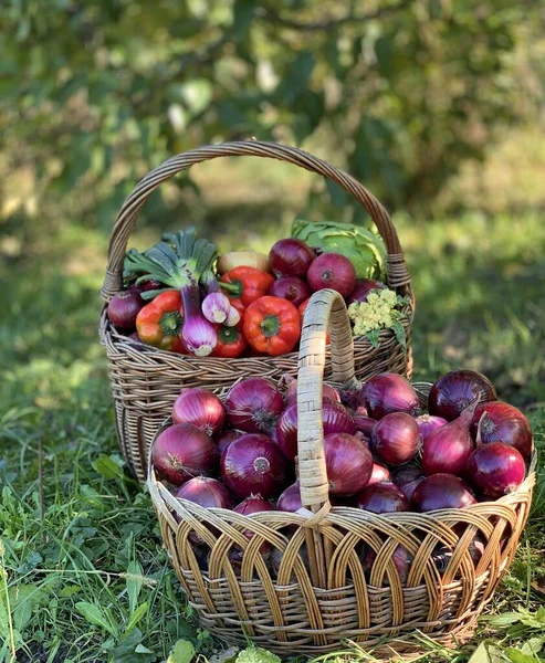 Mor soğanlı tam kare. taze mor