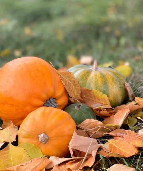 Abóbora Close Fundo Outono Banner Para Halloween Dia Ação Graças — Fotografia de Stock