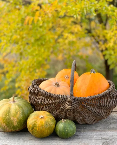 Abóbora Close Fundo Outono Banner Para Halloween Dia Ação Graças — Fotografia de Stock