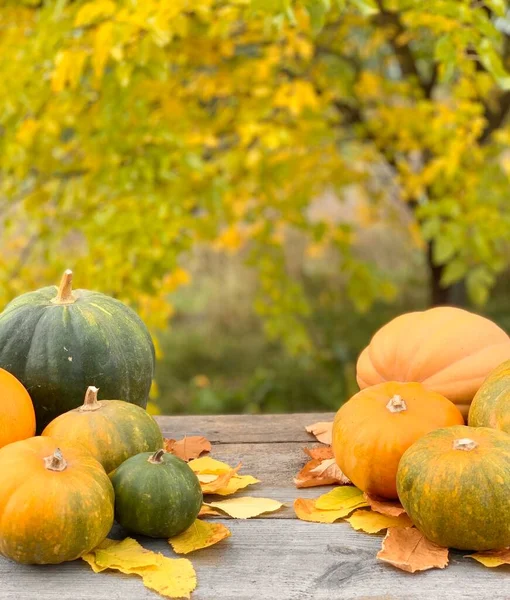 Abóbora Close Fundo Outono Banner Para Halloween Dia Ação Graças — Fotografia de Stock