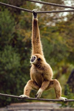Hayvanat bahçesindeki Llar Gibbon. Beyaz elli bir şablon ipte sallanıyor.