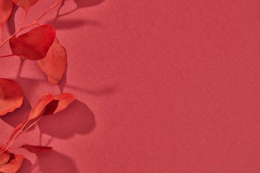 Yapraklar yukarıdan yakın çekim