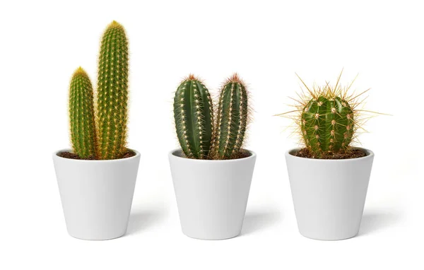 Tres Ollas Cactus Sobre Fondo Blanco —  Fotos de Stock