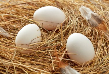 Kırsal bir arka planda yuvada taze tavuk yumurtaları