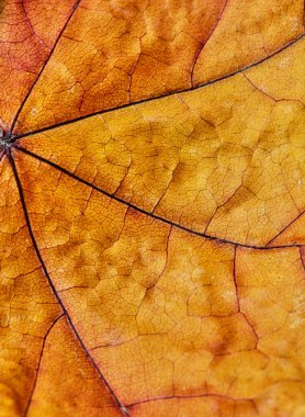 Turuncu sonbahar yaprak yakın çekim