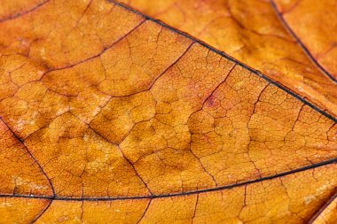 Turuncu sonbahar yaprak yakın çekim