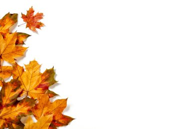 Beyaz arkaplanda sonbahar yaprakları