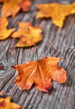 Ahşap zemin üzerinde sonbahar yaprağı