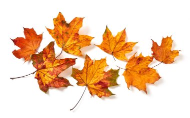 Sonbahar yaprakları yığının içine düşüyor.