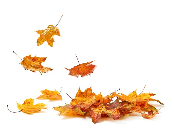 Autumn Leaves Falling Pile — Stock Photo, Image
