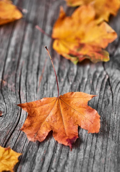 木制背景的秋天叶子 — 图库照片
