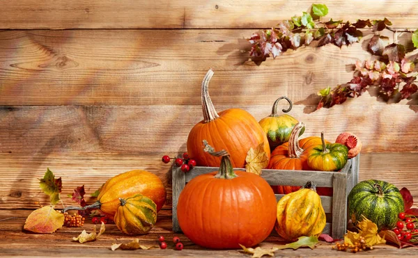 Calabazas Sobre Fondo Madera — Foto de Stock