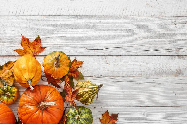 Calabazas Hojas Suelo Madera Blanco — Foto de Stock