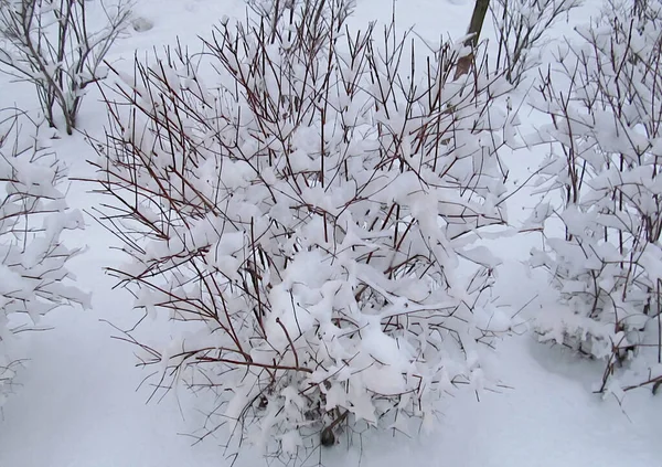 Snow Lies Branches City Bush — Stock Photo, Image