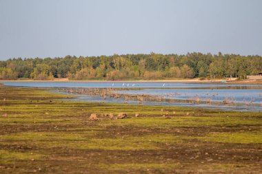 Suda bir inek sürüsü