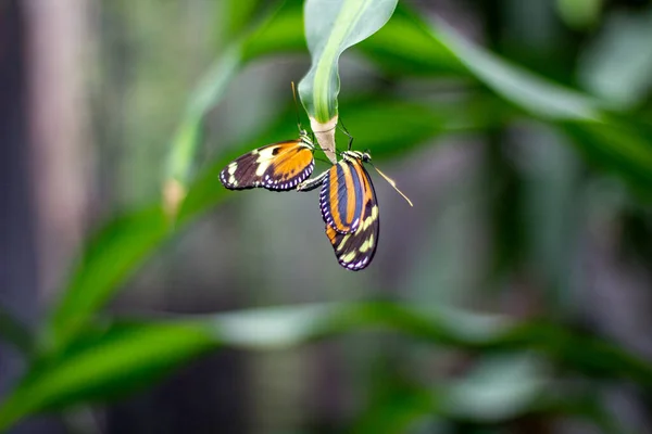 Papillon Insecte Gros Plan Bug — Photo
