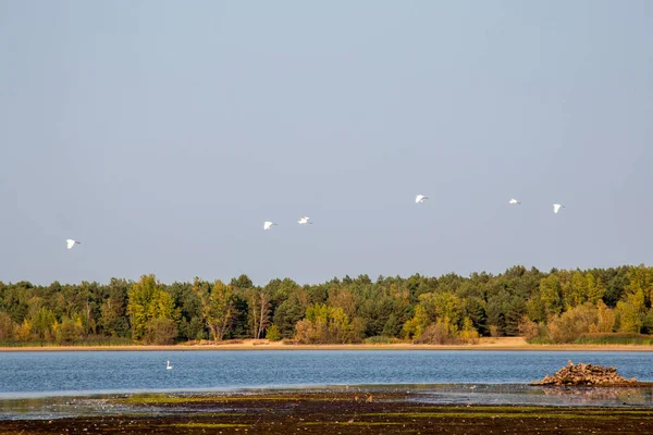 beautiful landscape with a bird in the lake