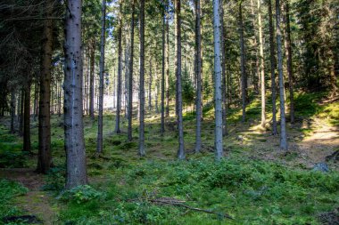 Wald in der Saesischen Schweiz Obyin