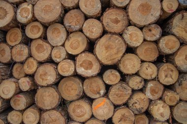 Holzwand Textur aus dem Wald