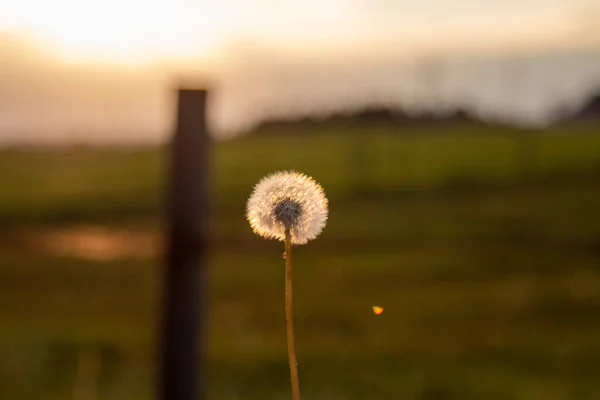 Vackra Blommor Fältet — Stockfoto