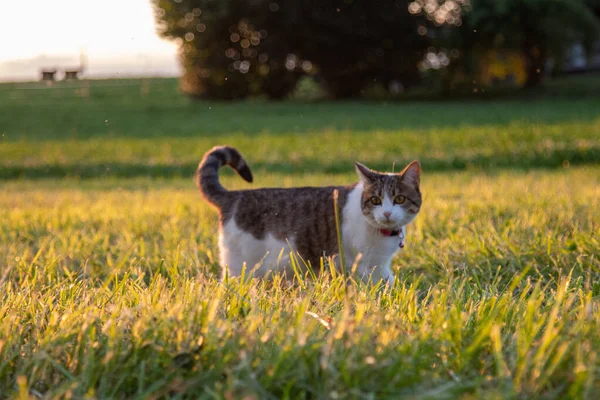 Çimlerin üzerindeki sevimli kedi.