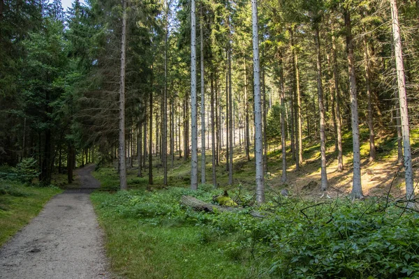 Wald in der Saesischen Schweiz Obyin