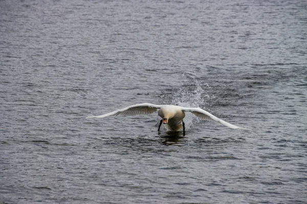 Schwan beim Başlat zum Fliegen 