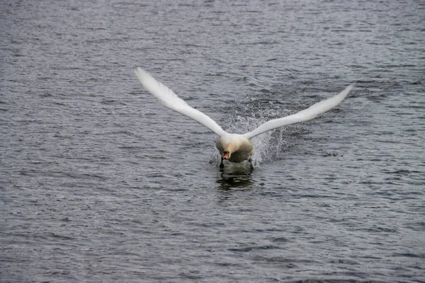 Schwan beim Başlat zum Fliegen