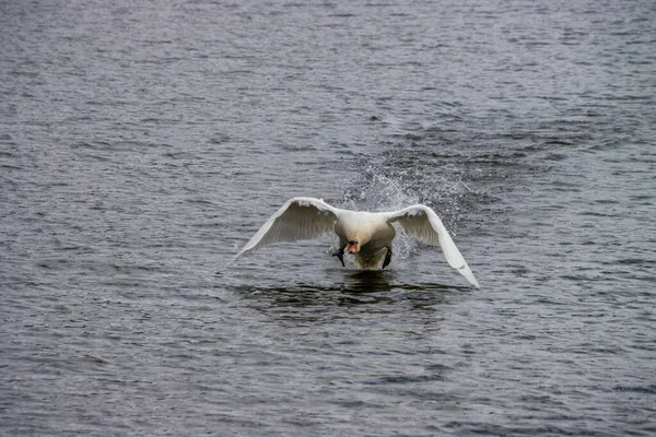 Schwan beim Başlat zum Fliegen