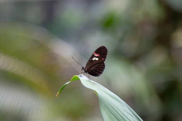 Schmetterling auf einem Blatt