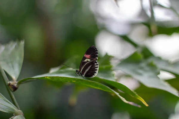 Schmetterling auf einem Blatt