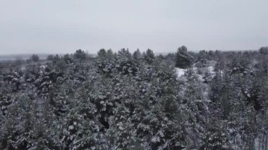 Baumkronen mit Schnee beckt Winterwald