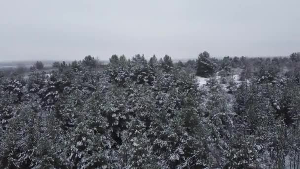 Baumkronen Mit Schnee Bedeckt Winterwald Megye — Stock videók