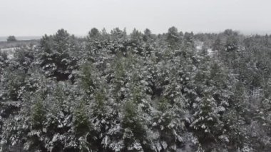 Baumkronen im Winter bei Spremberg