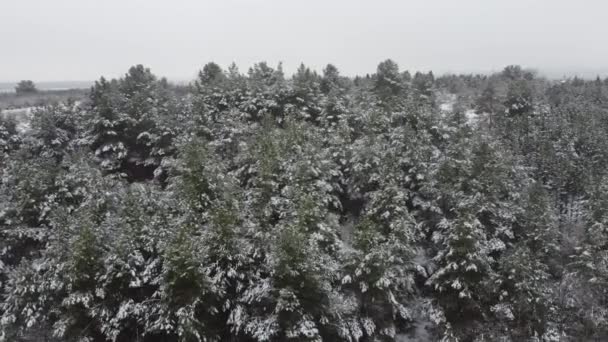 Baumkronen Winter Bei Spremberg — Stok video