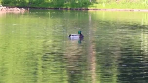 Ente Auf Dem Teich Fliegt Davon — Stok video