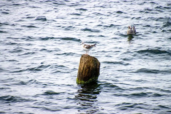 Industrilandskap Vacker Solnedgång Fältet Baltiska Havet Med Kol — Stockfoto