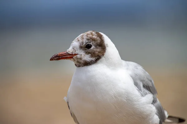 Industrilandskap Vacker Solnedgång Fältet Baltiska Havet Med Kol — Stockfoto